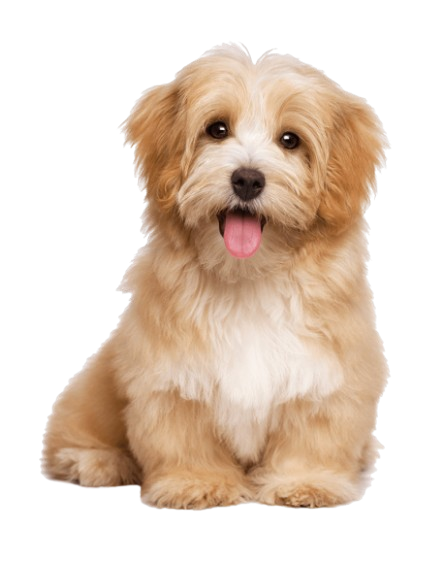 Small puppy sitting beside mobile veterinary services