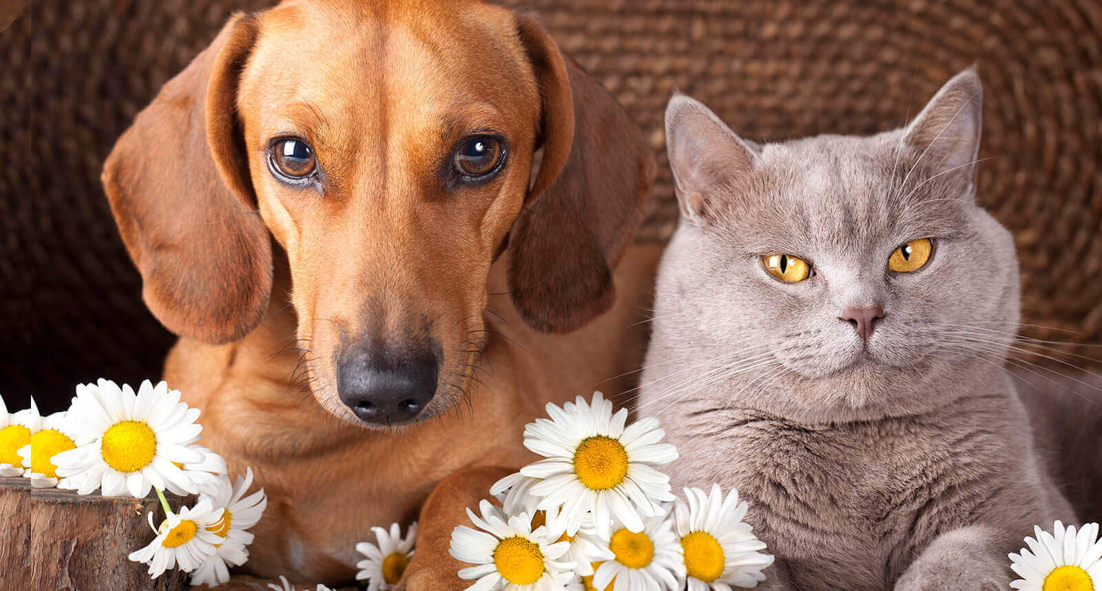 Mobile veterinarian services in Waterloo